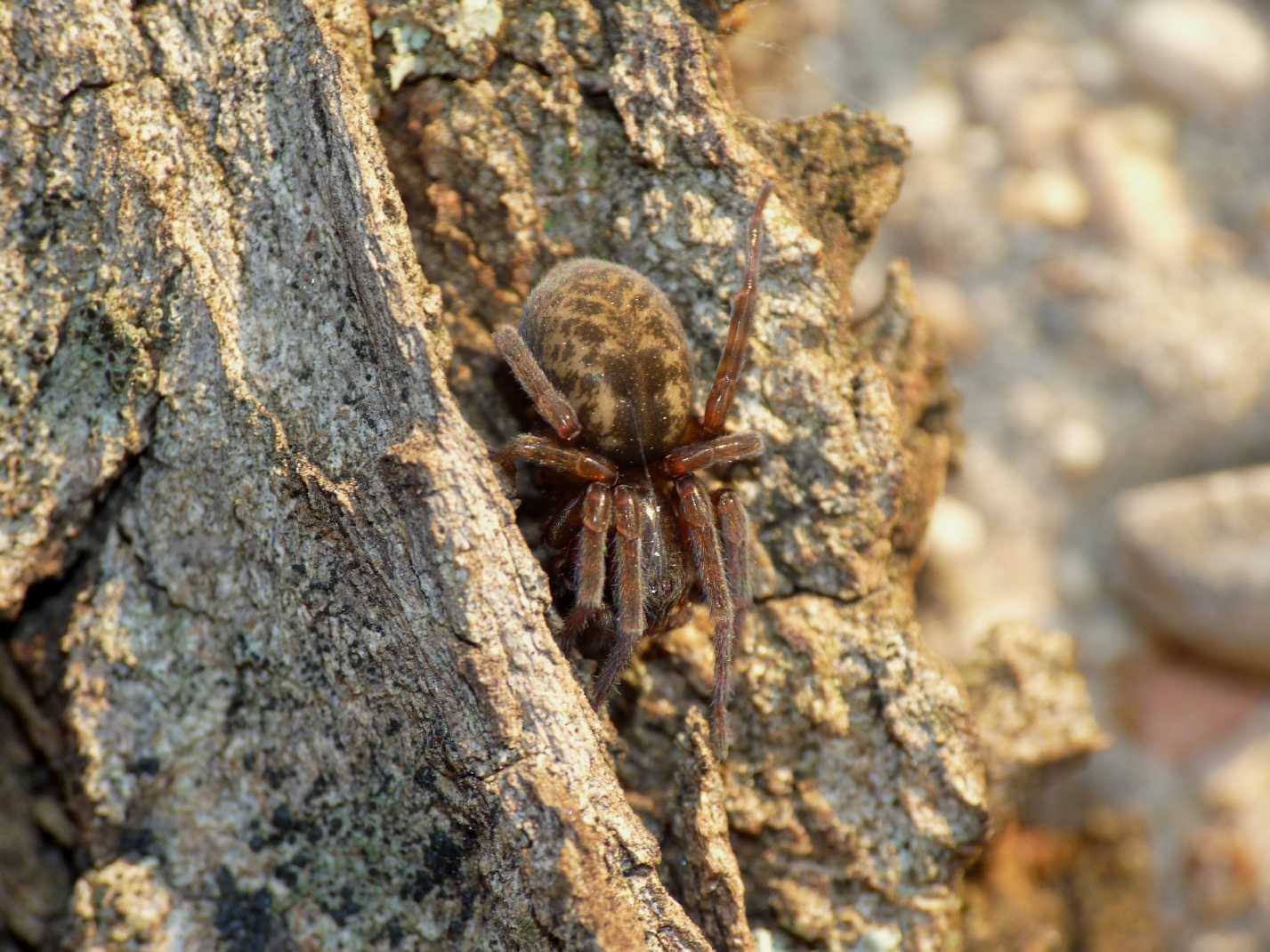 Aterigena ligurica - Marcellina (RM)